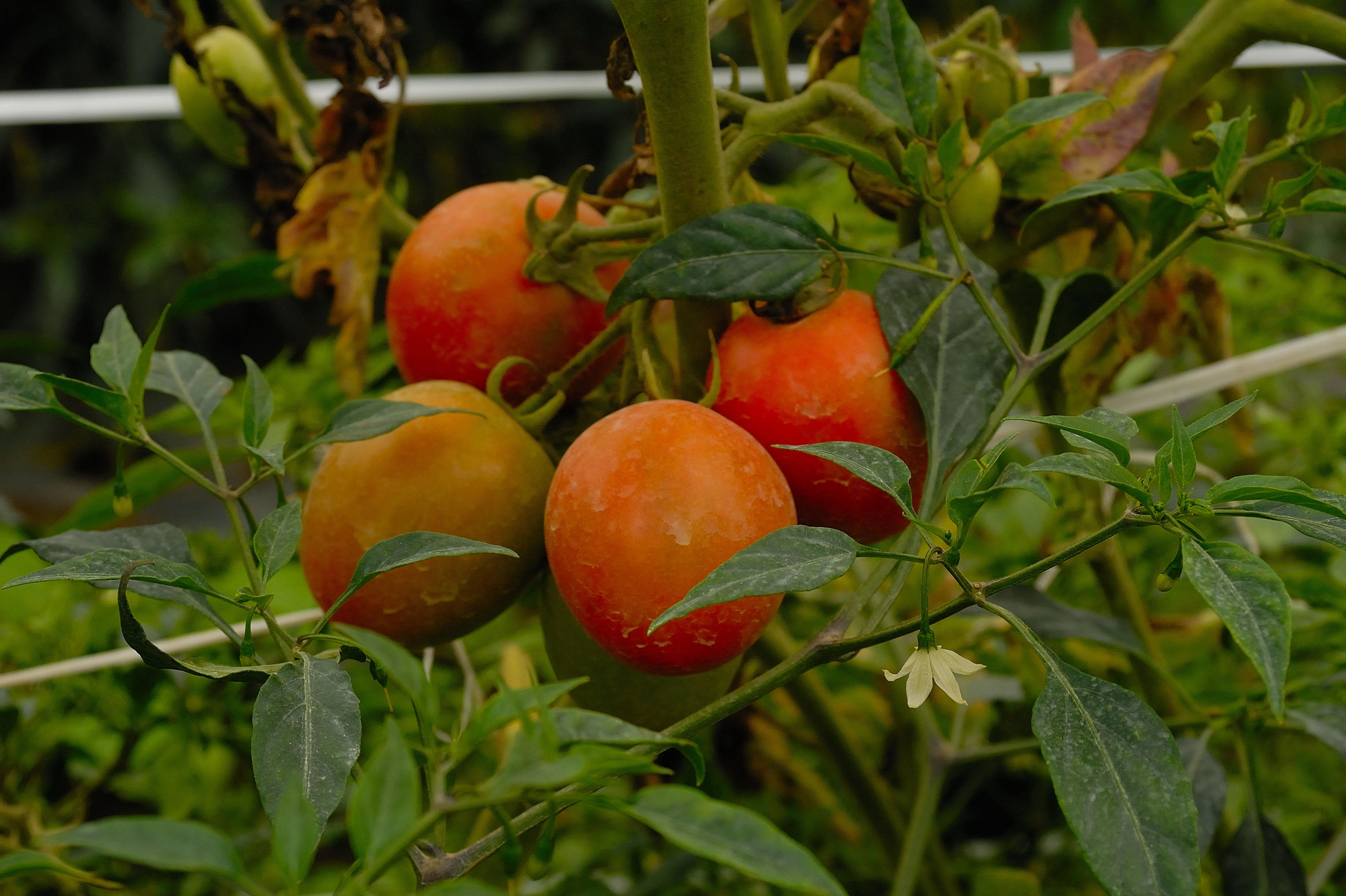 Столбур томатов или фитоплазмоз: причины и признаки поражения, лечениеболезни