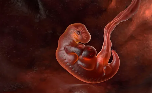 Снимок эмбриона на 5-й неделе