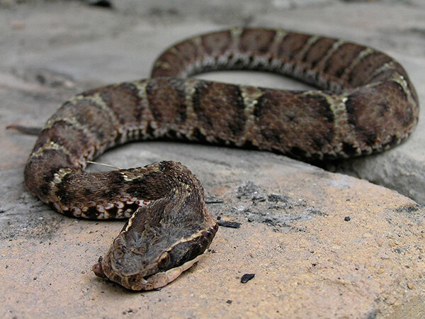 Как отличить ядовитую змею: 5 самых опасных видов в России, какие ядовитые змеи живут в России, фото, описание