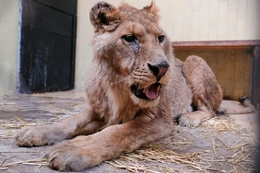 Король вернулся! Активисты выходили умирающего льва из болгарского зоопарка