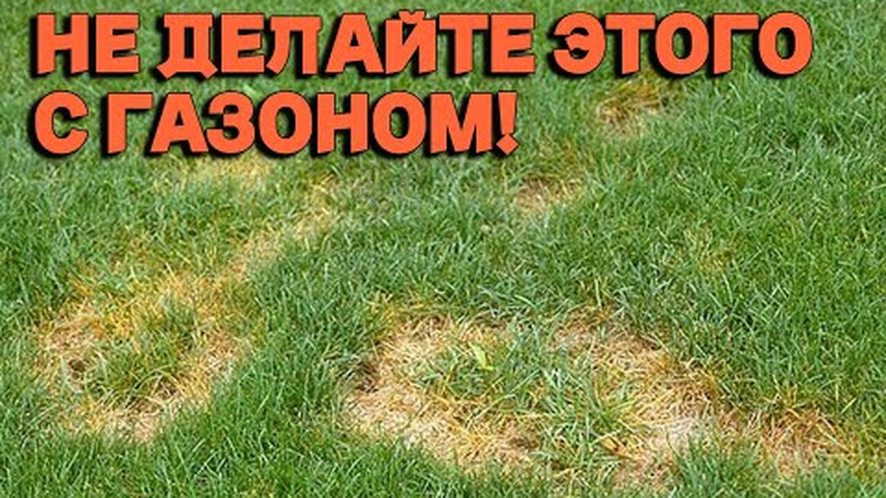 Пескование газона: зачем посыпать газон песком и как правильно ...