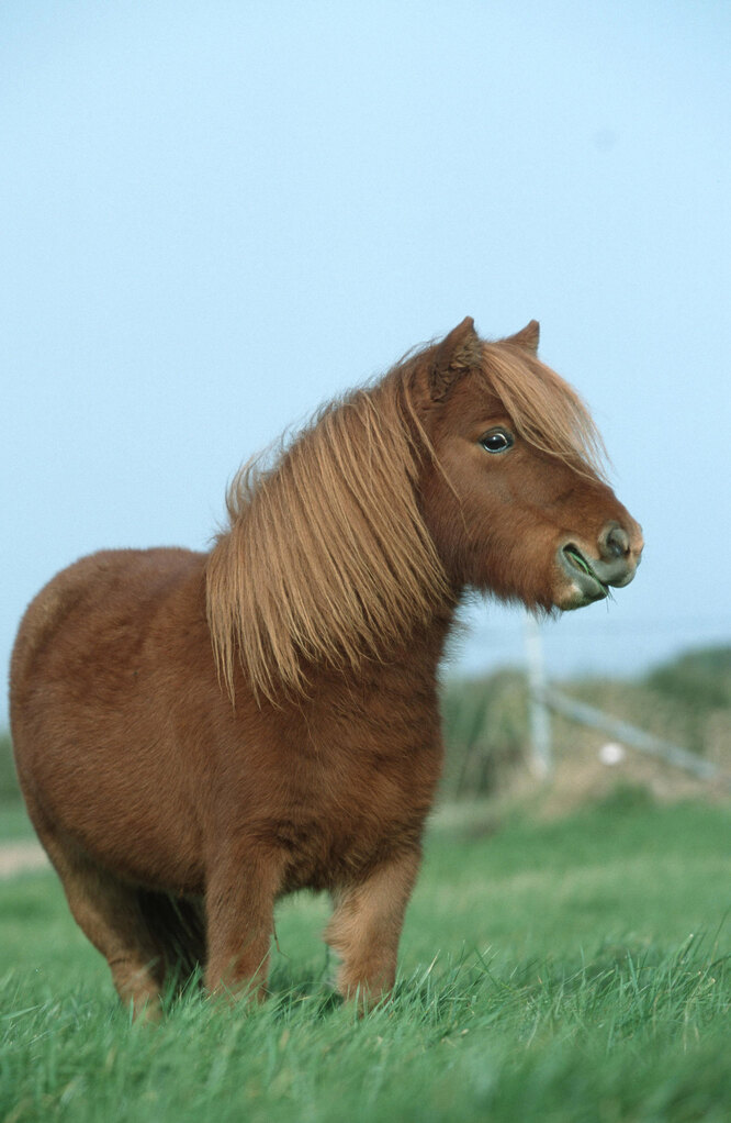 Смелая мини-лошадь удивительным трюком убедила соседей взять ее на приют
