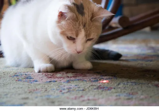 лазерная указка опасна для кошек