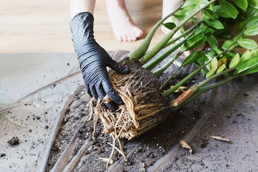 Замиокулькас не требует особого ухода и может процветать даже в руках неопытных садоводов, что делает его отличным выбором для начинающих любителей комнатных растений.
