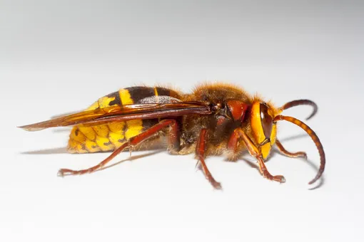 Это неправильные пчелы: США атаковали азиатские шершни-убийцы