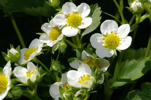 Борная кислота помогает увеличить количество соцветий
