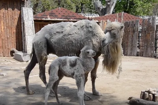 Новорожденный белый верблюжонок с матерью Евой