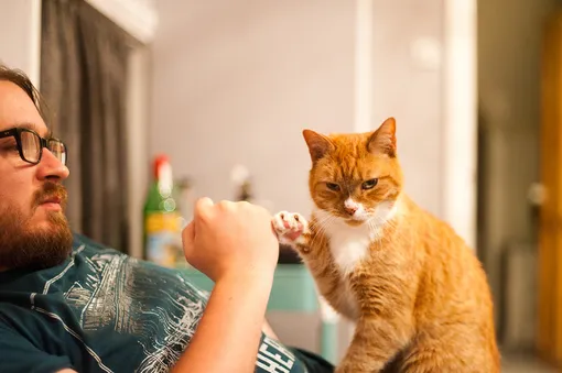 Почему все любят котиков Почему все любят котиков