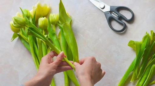 Как обрезать тюльпаны для вазы?