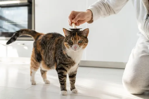 Почему у кошки выпадает шерсть: возможные причины, что делать