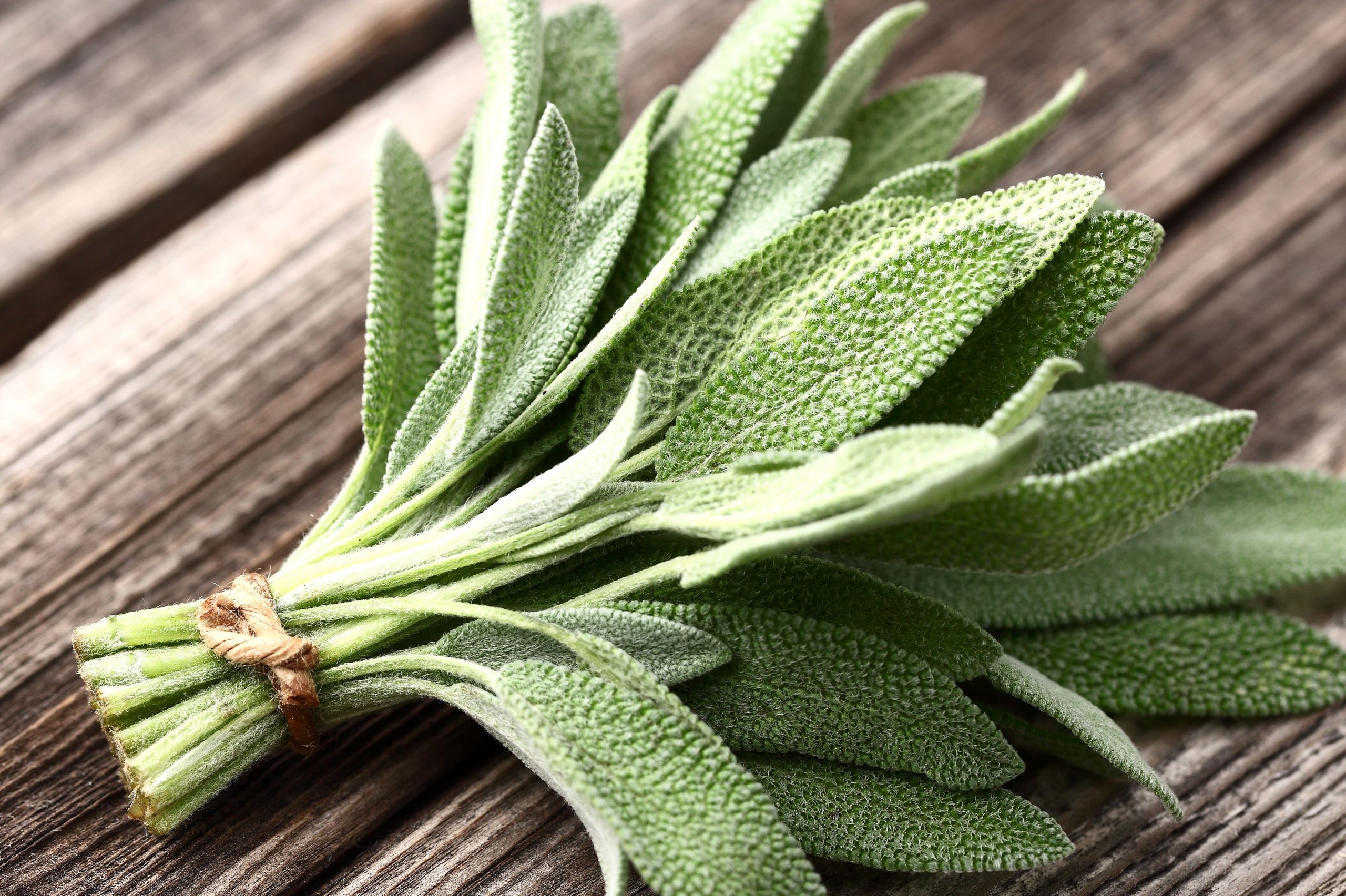 Листья травы лекарственные. Шалфей лекарственный (Salvia). Шалфей лекарственный (Salvia officinalis). Шалфей Sage. Шалфей оффициналис.