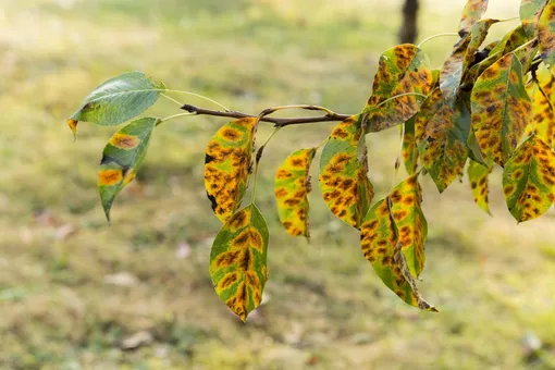 Народные средства для борьбы со ржавчиной на листьях