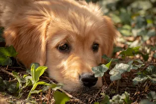 Борщевик и другие смертельно опасные для вашей собаки растения на даче и за её пределами