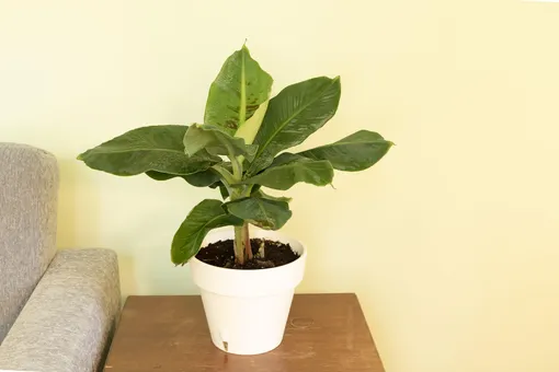 Уход за банановым деревом в домашних условиях