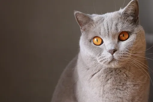 Влияет ли окрас кошки на её характер?