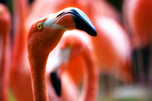 Фламинго вблизи