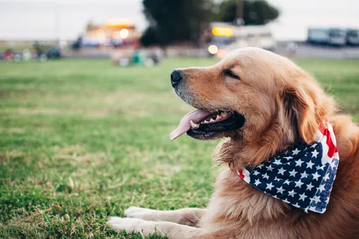 Для служебной собаки устроили самую милую фотосессию в парке развлечений