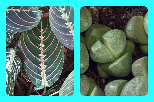 Хитрый тест для истинных знатоков природы: угадайте растение по листу