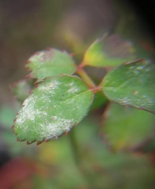 Болезни роз с фото: мучнистая роса на листьях