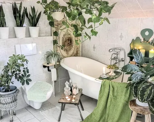 Лучшие комнатные растения для ванной комнаты