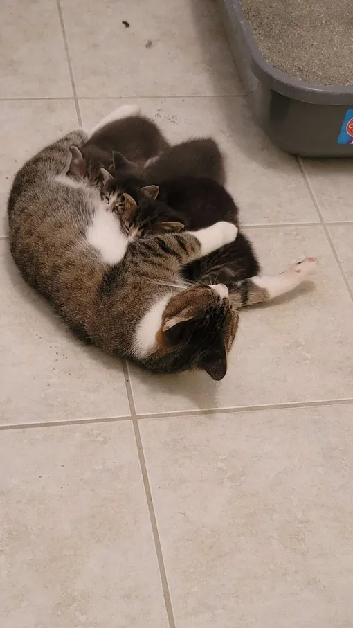 мама кошка с котятами