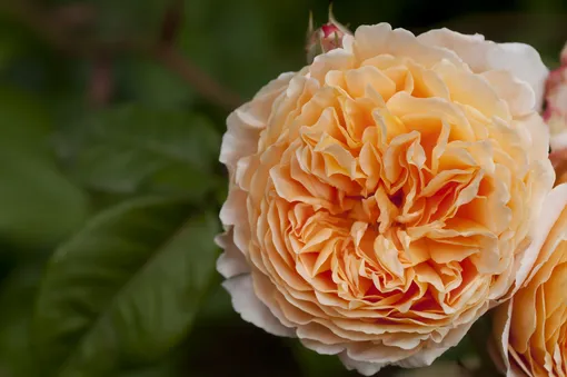 Английская роза Crown Princess Margaretha