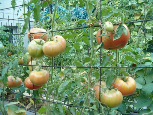 Подвязывание томатов к сетке