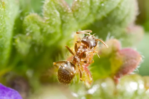 Садовый бледноногий муравей