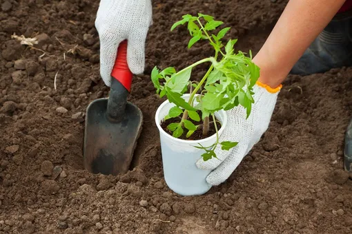 Когда же можно высаживать рассаду томатов в открытый грунт?