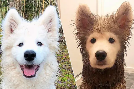 Всегда найдут лужу: смешные фото собак до и после прогулки