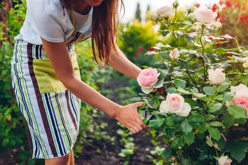 Советы по выращиванию роз