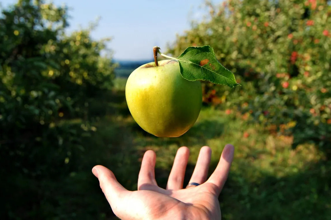 Почему яблоки опадают с яблони раньше поспевания: причины и что делать