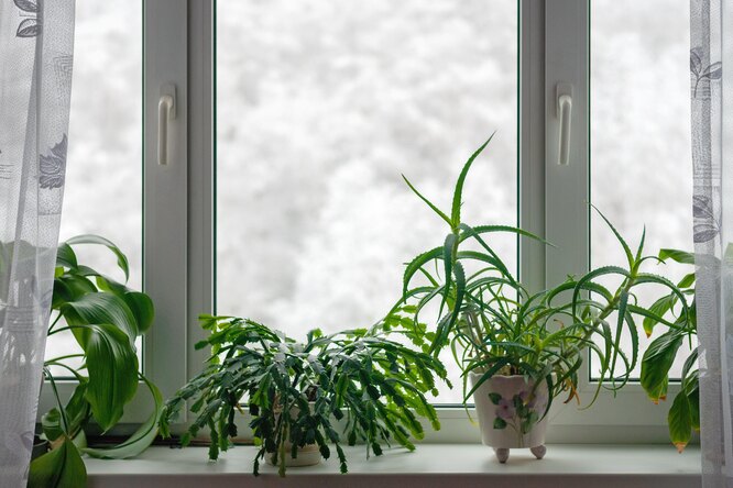 комнатные растения на окне
