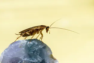Откуда берутся тараканы? Тайна внезапного появления вредителей в доме