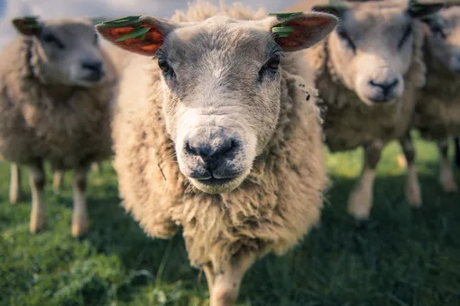 Спасайся, кто может! На мэрию турецкого города напали коза, овца и три ягненка