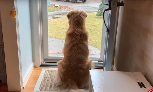 собаку у двери