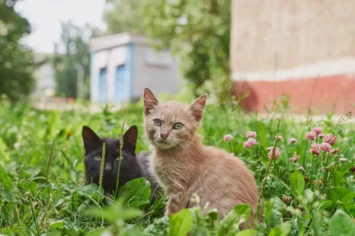 Кошки в саду