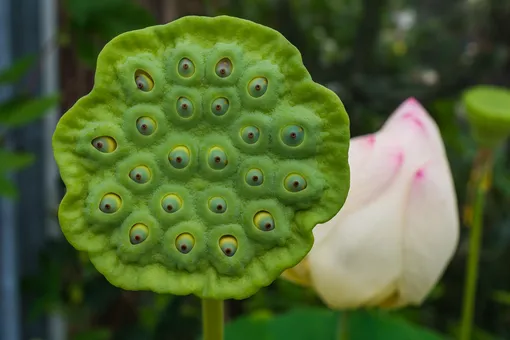 10 самых страшных и жутких растений со всего мира