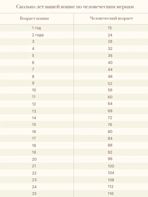 сколько лет кошке по человеческим меркам