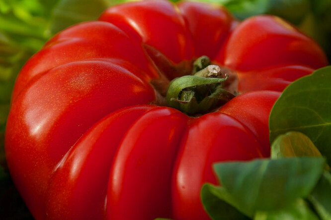 Hovězí rajčata: co to je, vlastnosti a popis odrůd, jak se tento druh liší, jak je pěstovat
