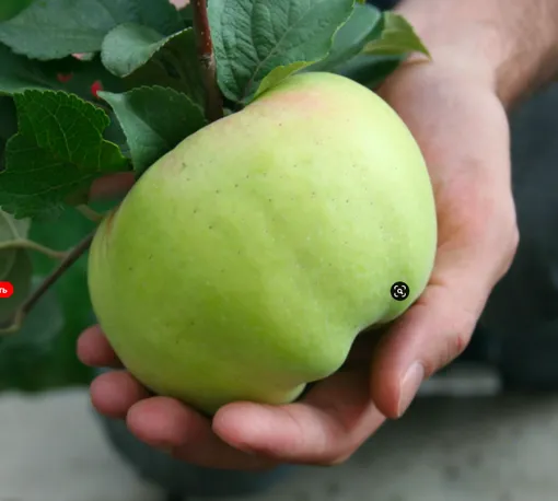 Сорт крупных яблок Богатырь