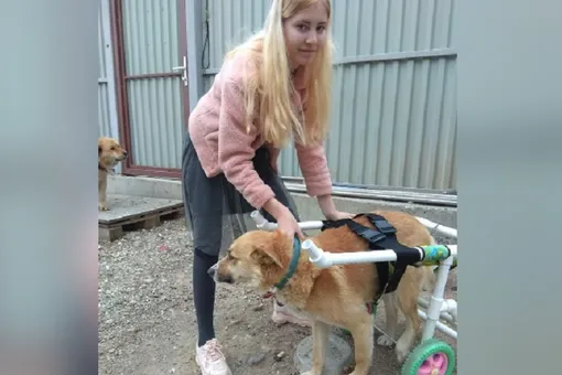 В Приморье 16-летняя школьница делает инвалидные коляски для собак