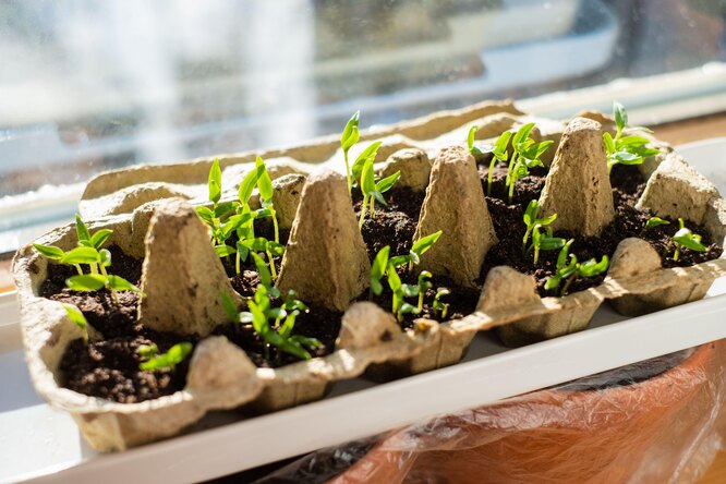 Как вырастить зелень на подоконнике, как вырастить розмарин и другие пряныетравы в домашних условиях