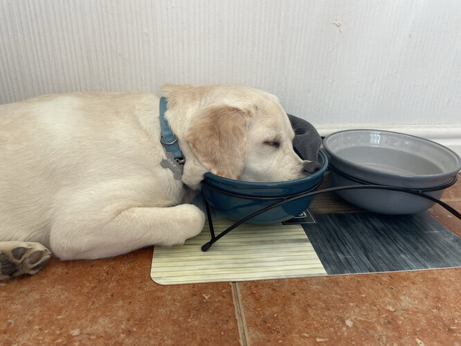 Как воспитывают собаку-поводыря, можно ли взять щенка напрокат ...