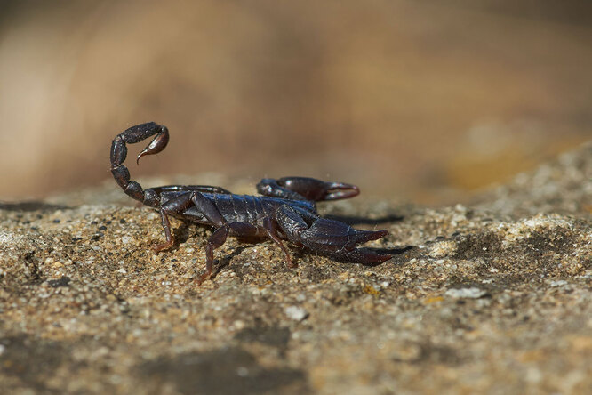 Зачем известным людям личный лев