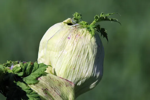 За уничтожение борщевика на участке заставят платить