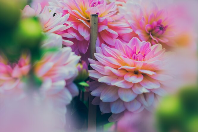 Dahlias