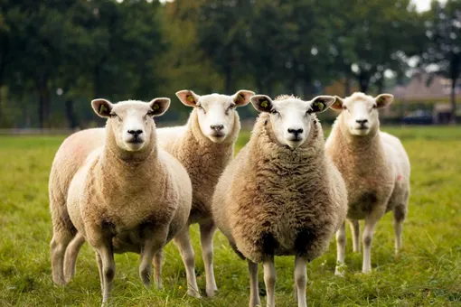 Стадный инстинкт иногда играет с овцами злую шутку