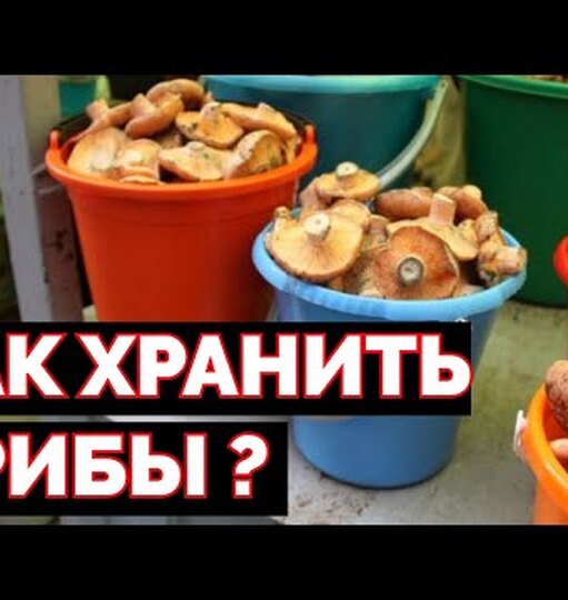 Как правильно хранить грибы в домашних условиях: полезные советы