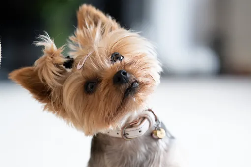 Почему собаки наклоняют голову набок, когда слушают хозяина?